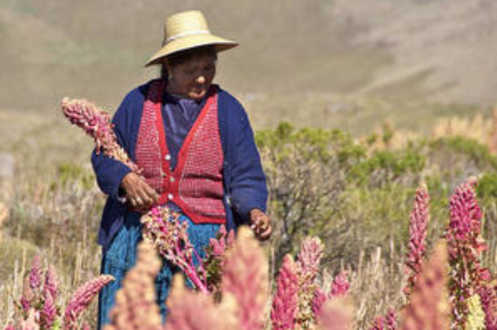 mujer cosechando quinoa