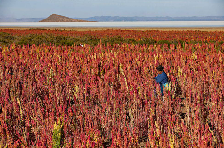 campo grano quinoa